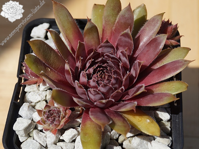Devon Jewel | Sempervivum-Liste